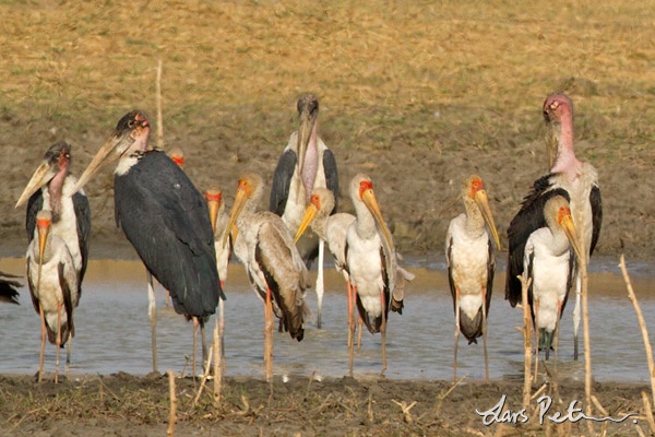 Afrikans ibisstork